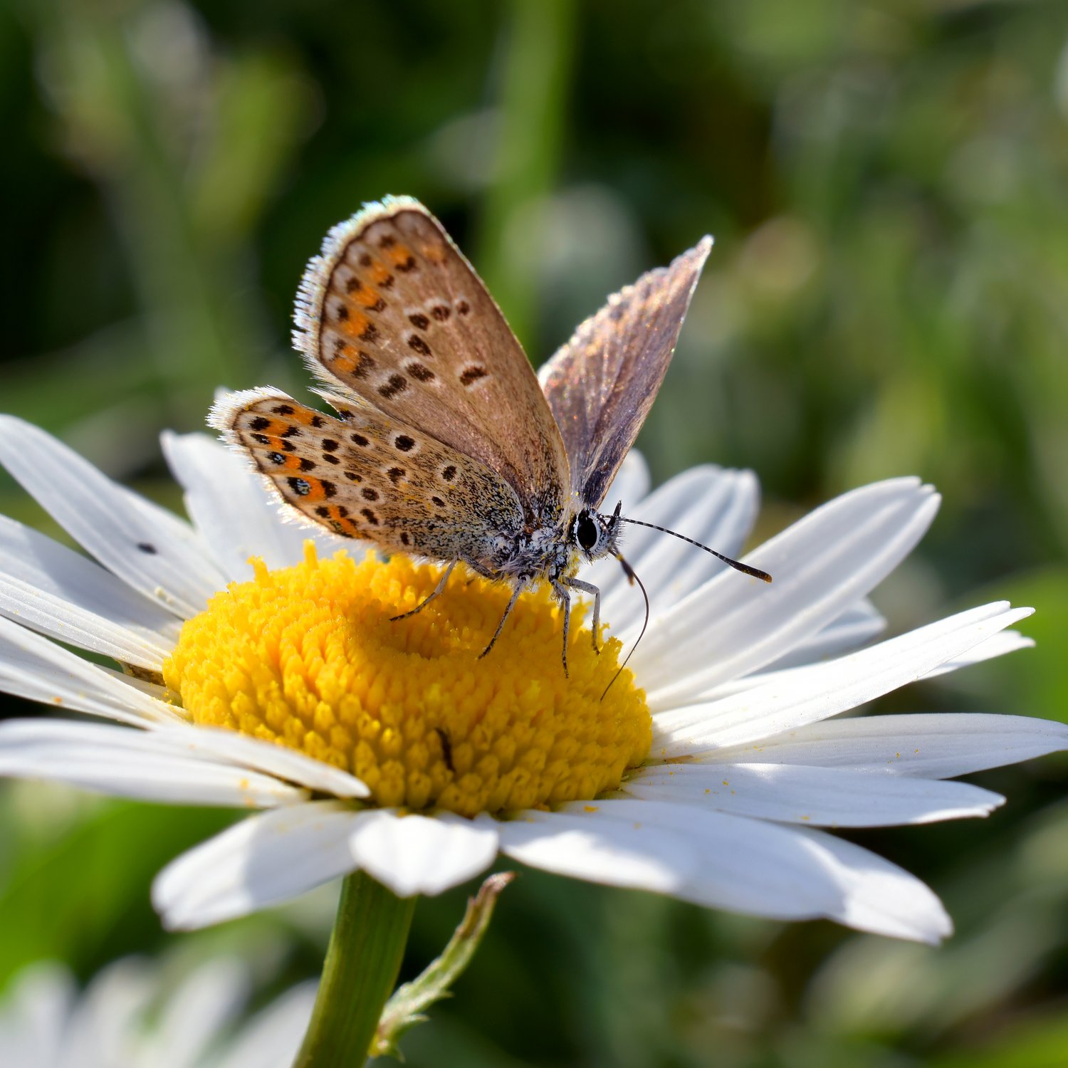 Так пахнет лето