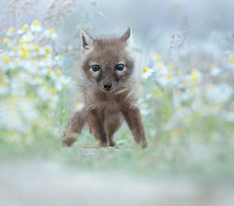 Здравствуй. Мир!