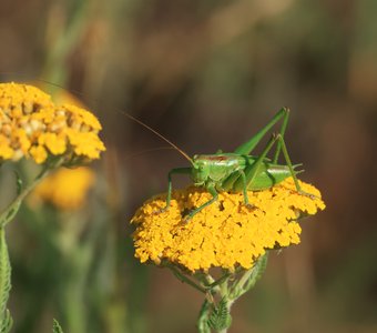 На цветке сидел кузнечик