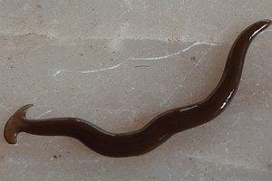 Ядовитые черви-молоты атаковали Техас