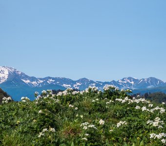 Ветреницы в горах Западного Кавказа