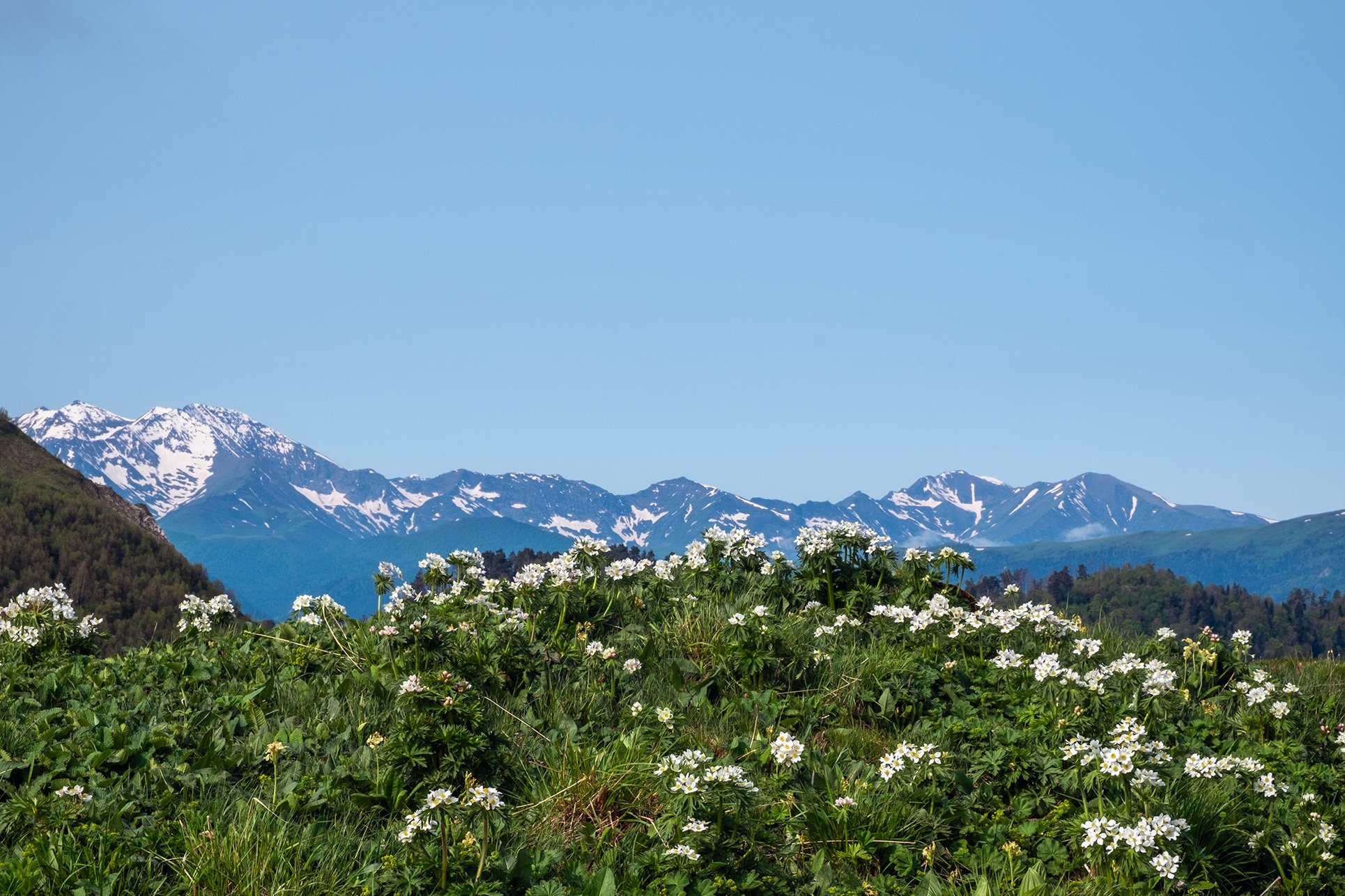 Ветреницы в горах Западного Кавказа