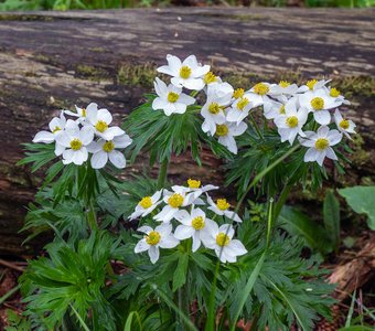 Ветреницы в горах Западного Кавказа