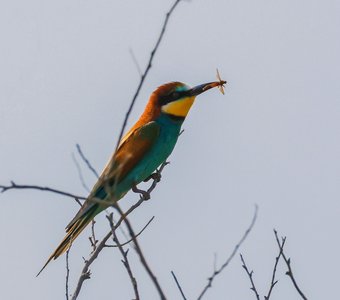 Золотистая щурка