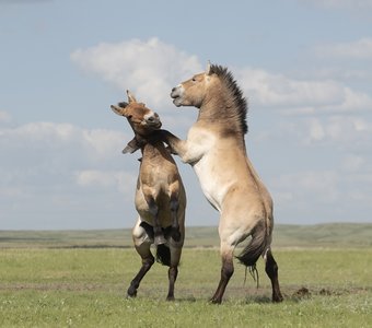 Степная румба