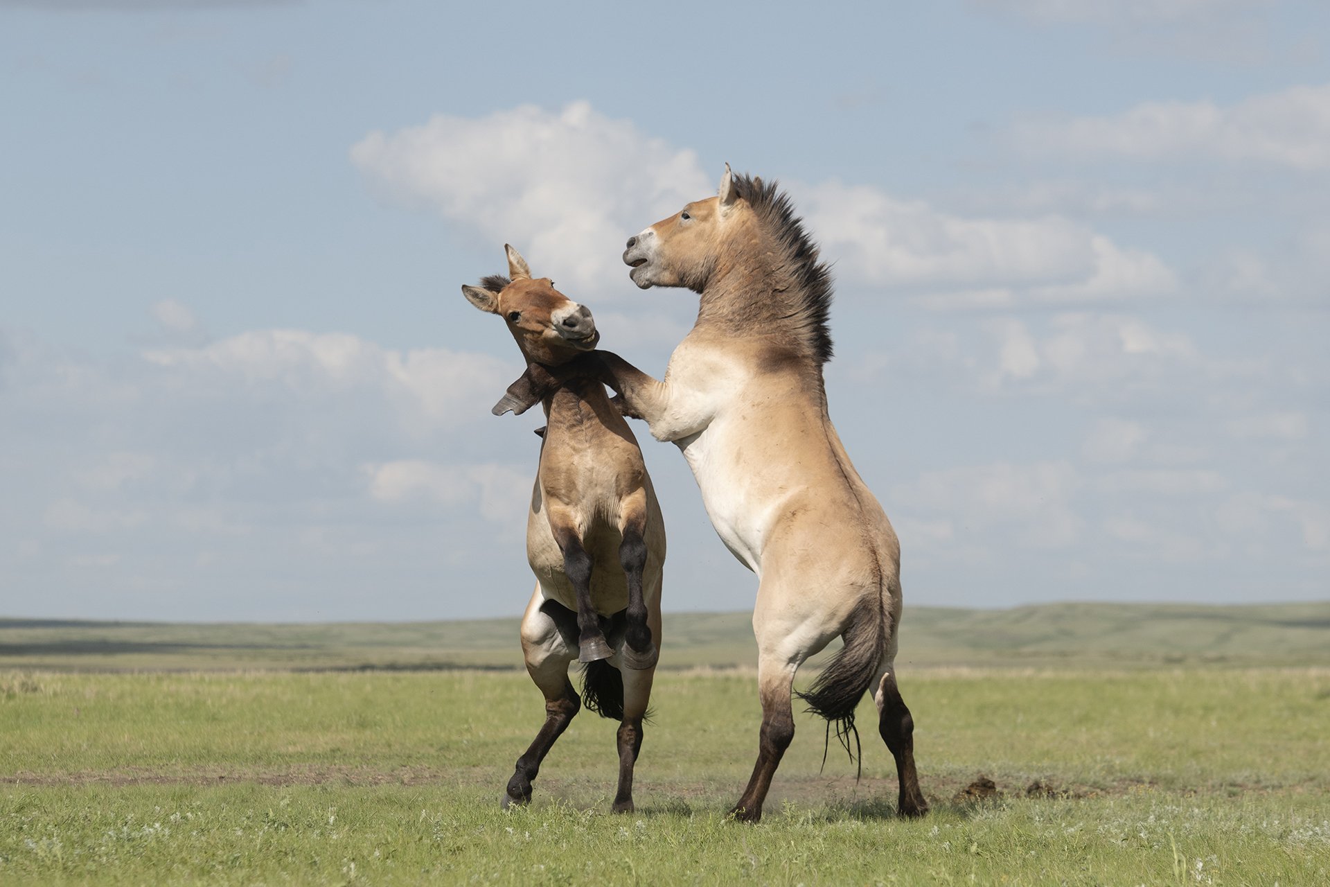 Степная румба