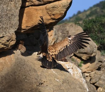 Белоголовый сип