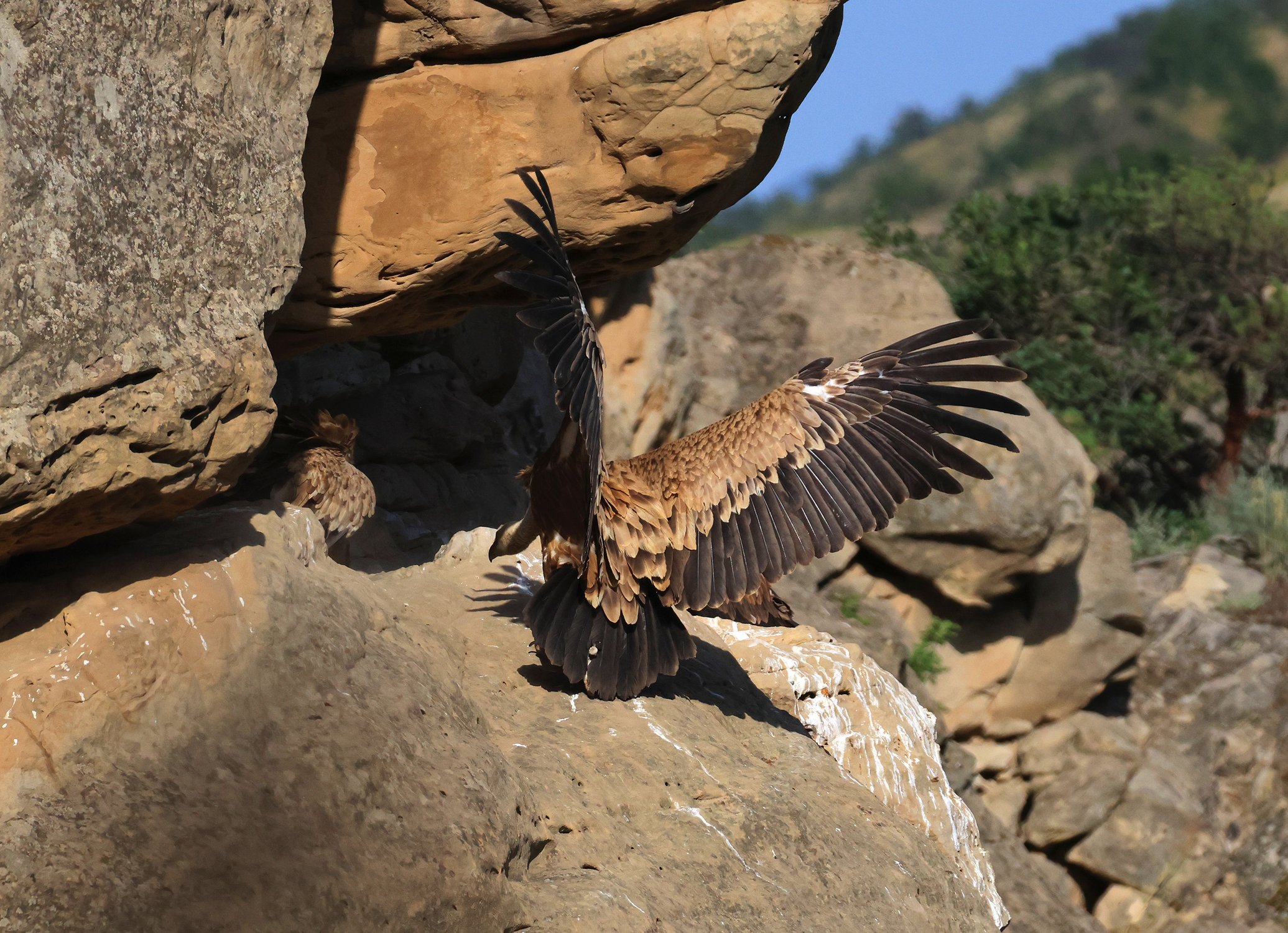 Белоголовый сип