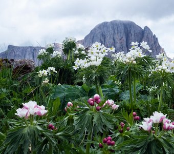 Ветреницы в горах Западного Кавказа