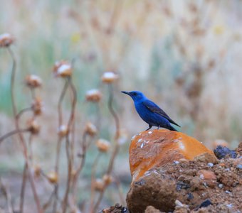 Синяя птица