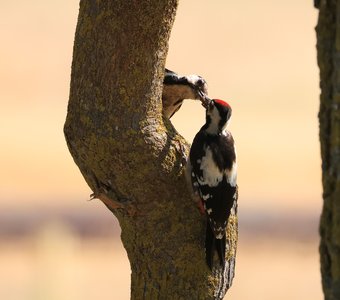 Дятел обыкновенный