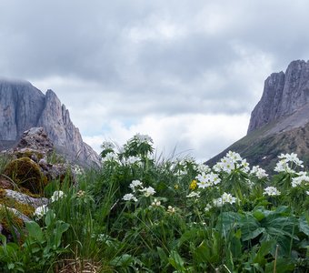 Ветреницы в горах Западного Кавказа