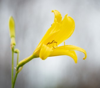 Лилейник жёлтый