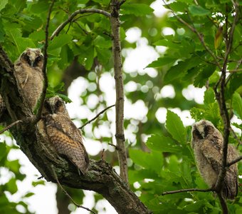 Совиное семейство