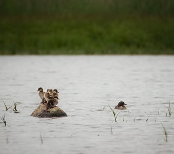 Птенцы гоголя