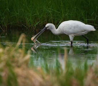 Колпица на рыбалке