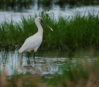 Обыкновенная колпица