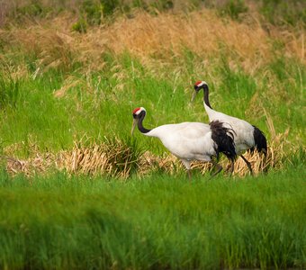 Пара японских журавлей