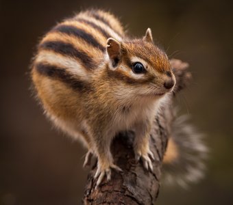 Сибирский бурундук