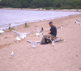 Кормление чаек