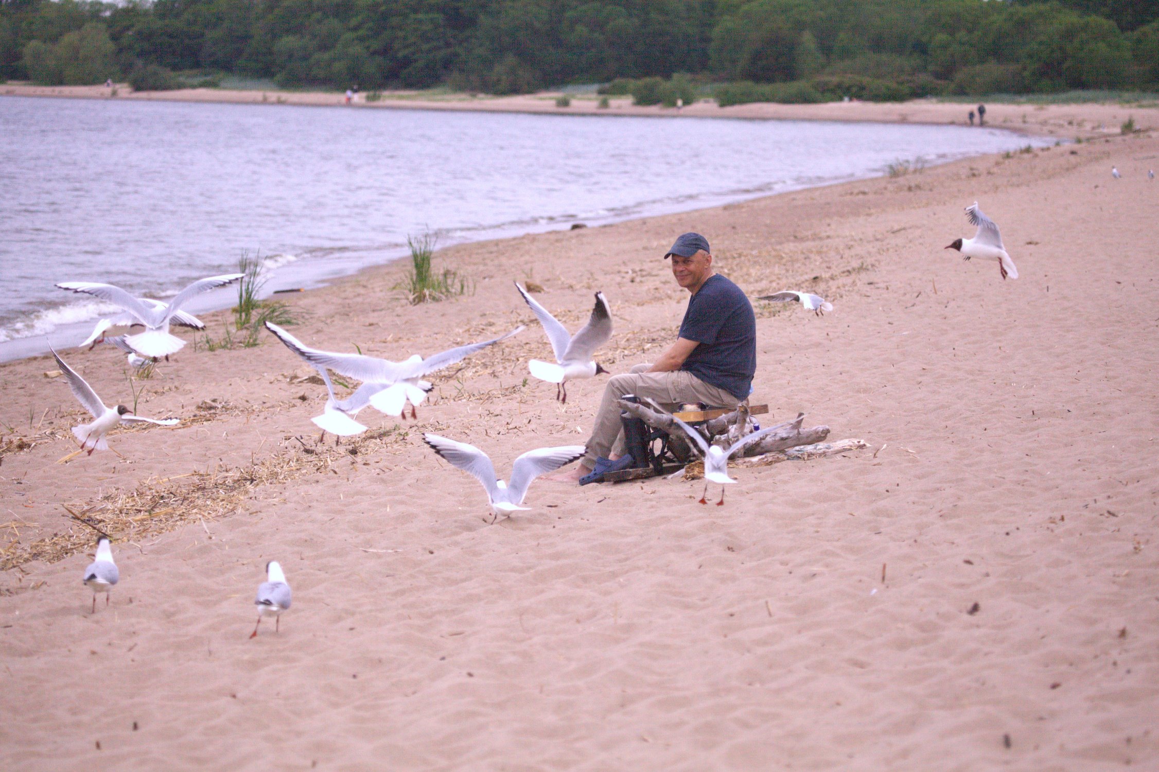Кормление чаек