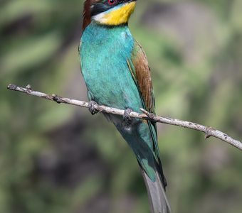 Золотистая щурка (Merops apiaster)