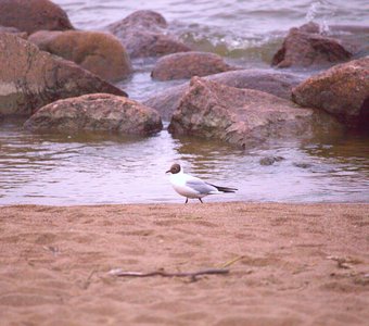 Одинокая чайка