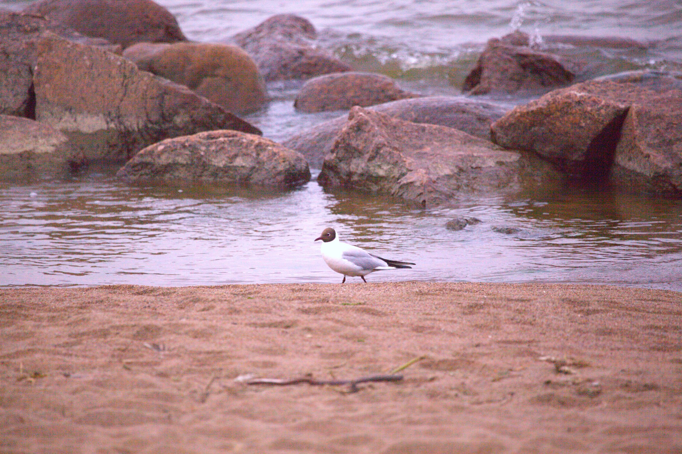 Одинокая чайка