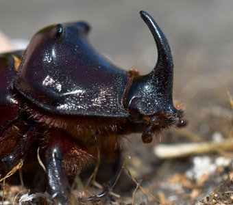 Современный трицератопс