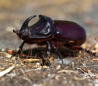 Жук-носорог