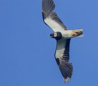 Чибис в полёте