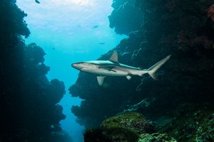 Галапагосские акулы превратили мант в живых мочалок – не всем это понравилось
