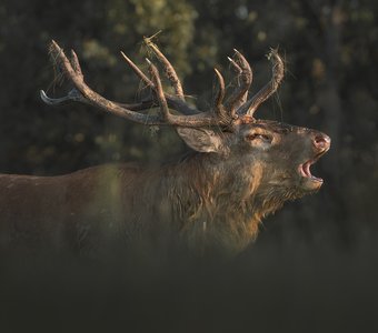 Голос осени