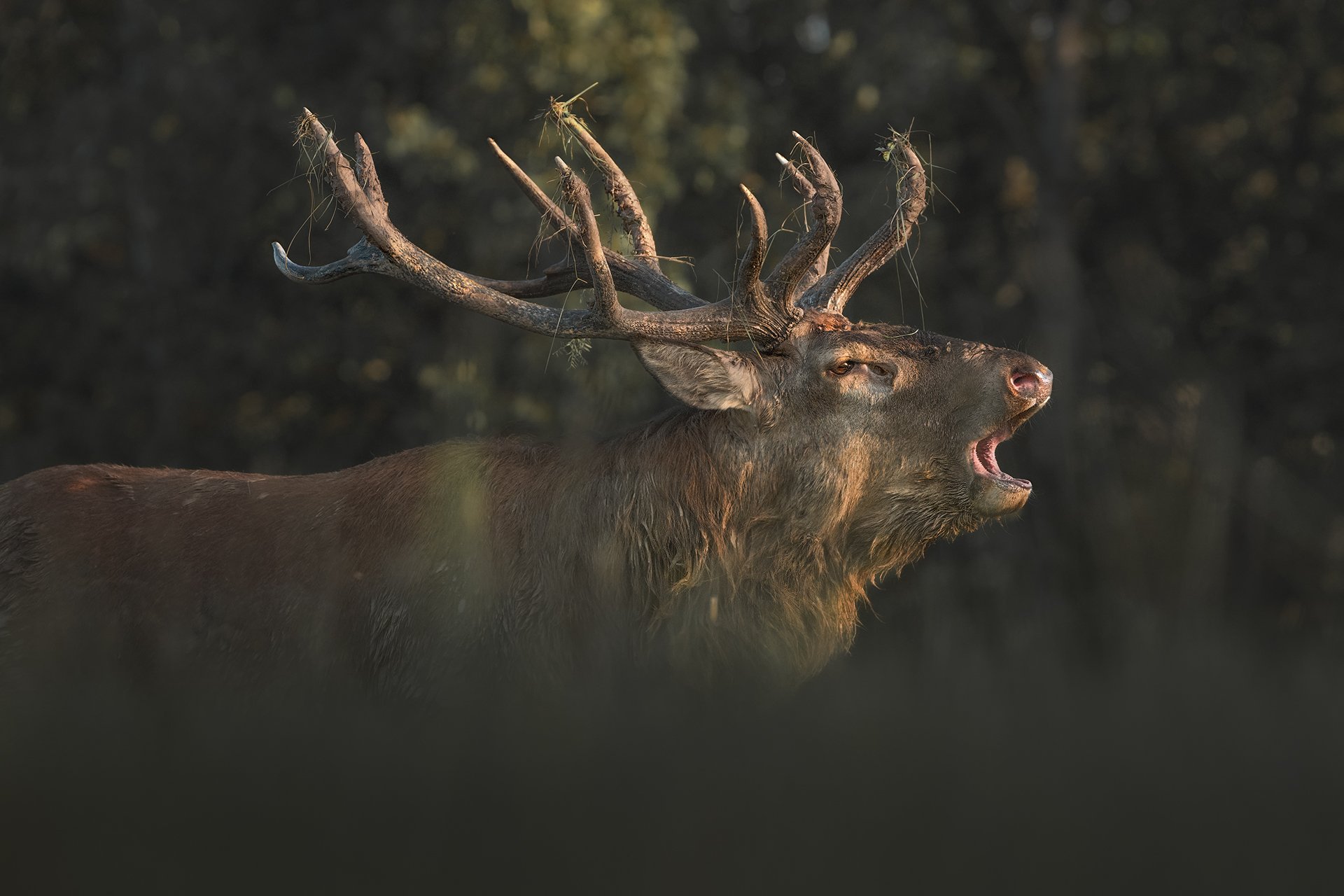 Голос осени