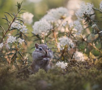 Где-то на сопках багульник цветет