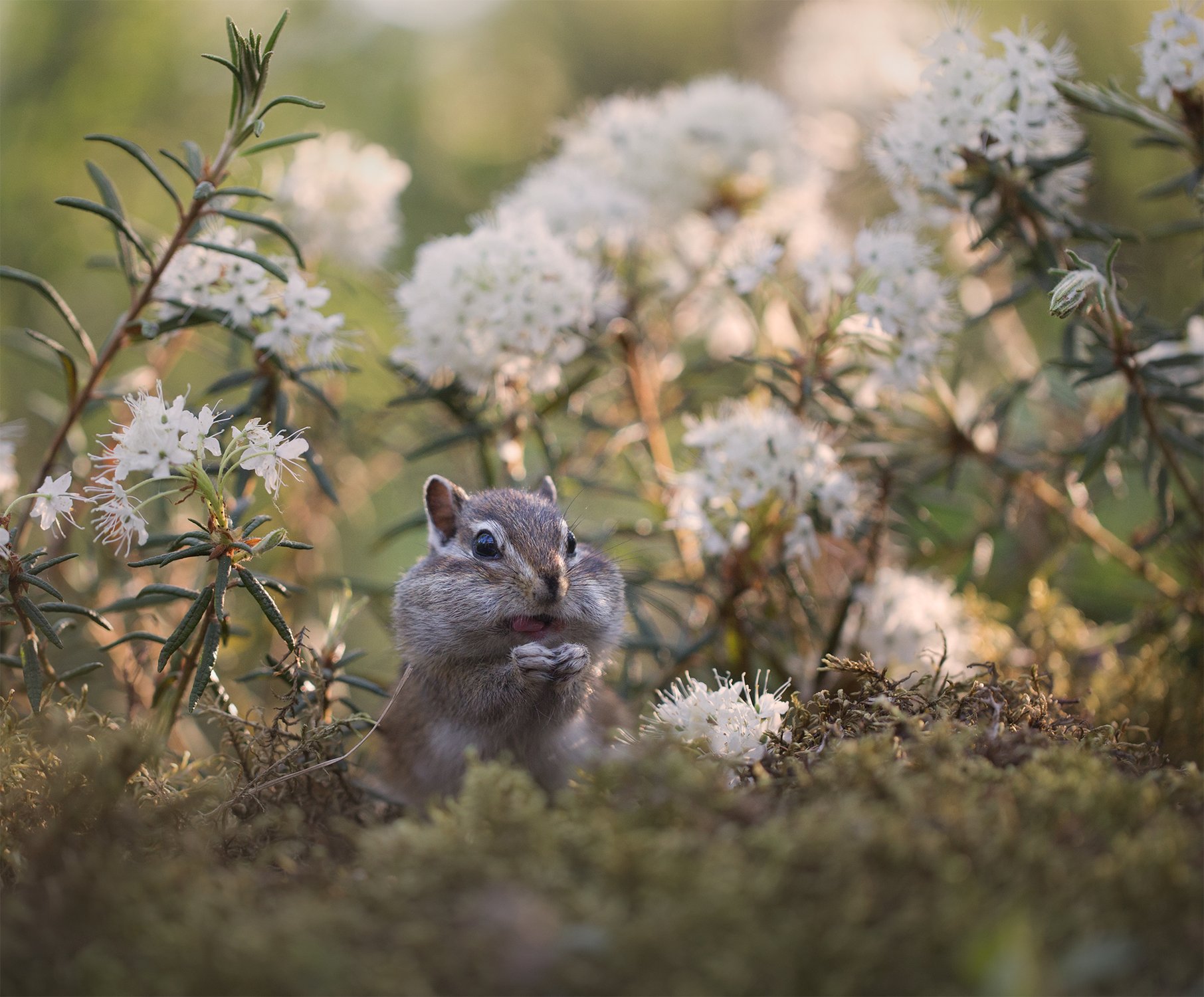 Где-то на сопках багульник цветет