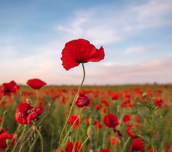 Маковое поле