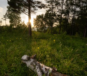 Закат с лилиями