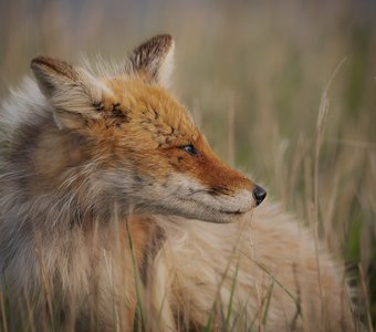 Патрикеевна с острова Шикотан