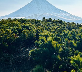 Лед и зелень