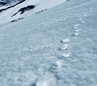 Мишкины лапки