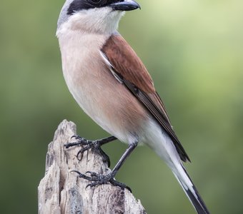 Сорокопут-жулан (Lanius collurio)