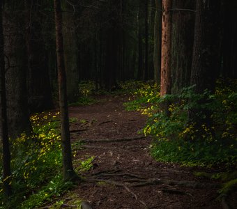 Жёлтые огни леса