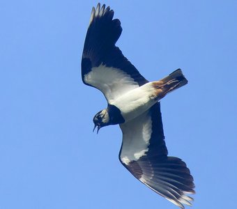 Атас, братва! Фотограф на подходе!