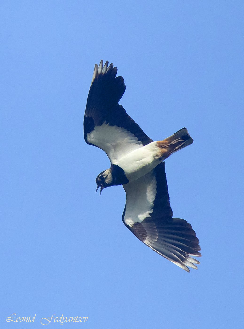 Атас, братва! Фотограф на подходе!
