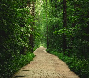 Тропой тишины