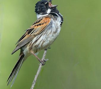 Вдохновение