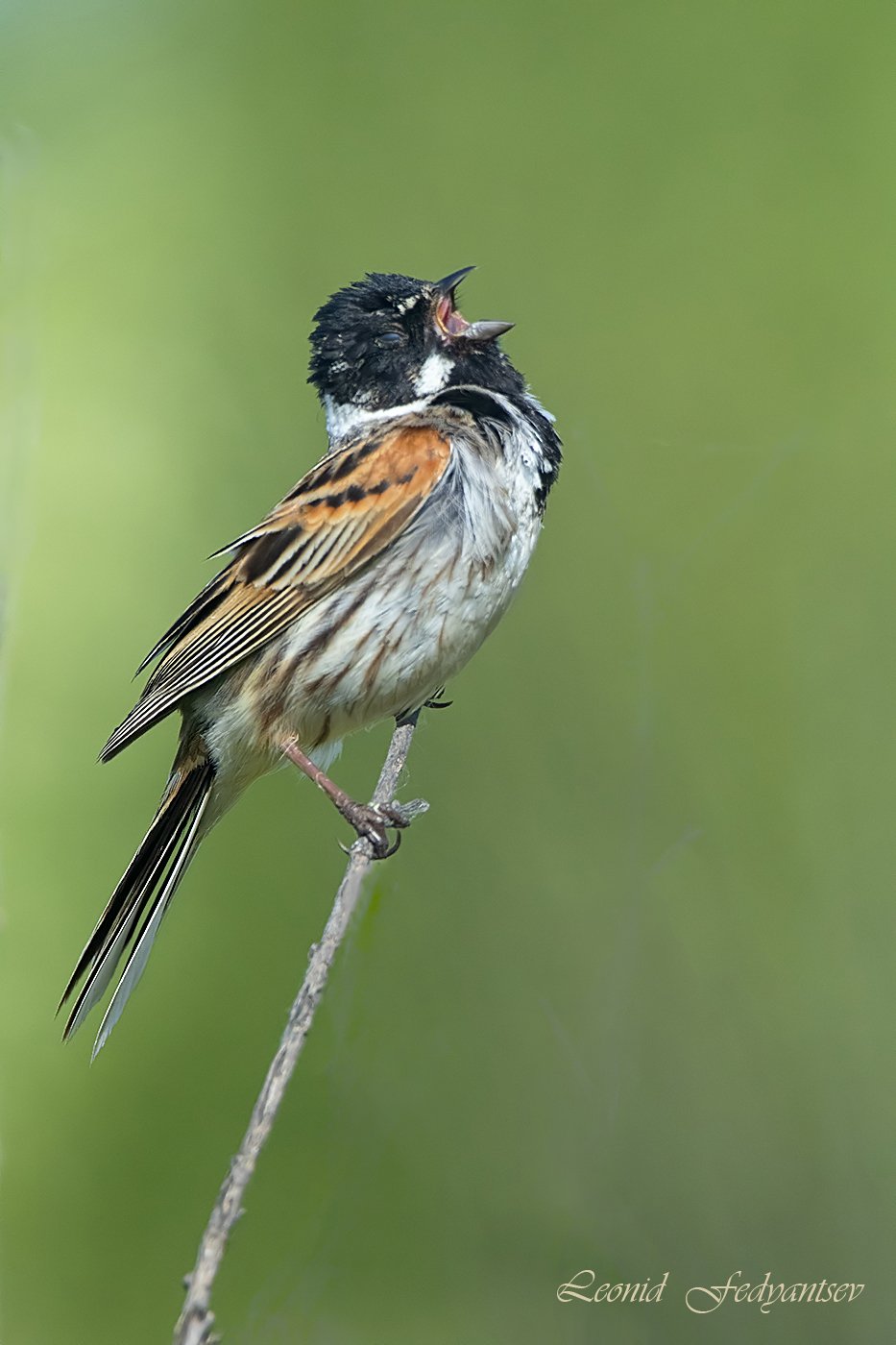 Вдохновение