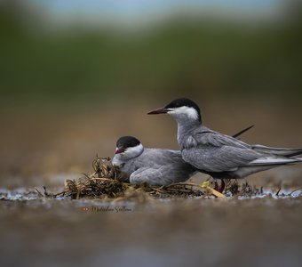 В ожидании.