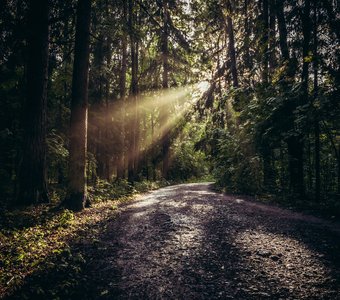 Дыхание леса